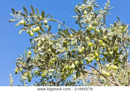 Ripe Green Olives on Tree