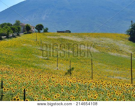 Landscape Near Ascoli Piceno At Summer