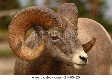 Bighorn Ram With Full Curl