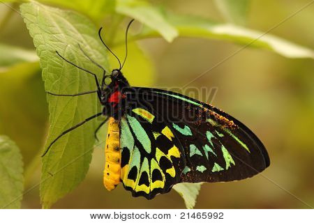 Butterfly Clinging To Leaf