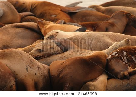 Sea Lions Asleep In Pile