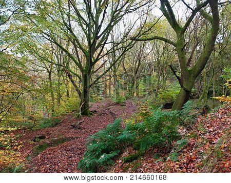 late utumn beech woodland with a carpet of fallen leaves and ferns along a hillside pathway in west yorkshire