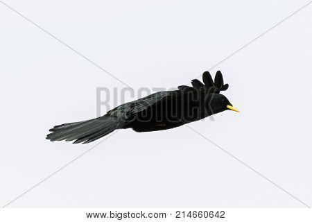 Side view of Alpine Chough, yellow-billed Chough, high altitude black bird with yellow beak in flight (Pyrrhocorax graculus)