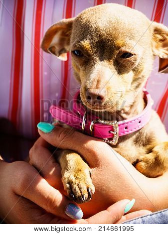 Woman playing with little pinscher ratter prazsky krysarik crossbreed hugging small dog outside on grass during summer spring weather