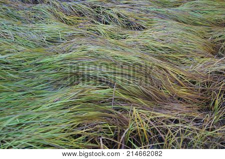 The colorful autumn grass covers the fields.