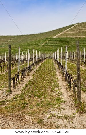 สวนไวน์ Barbera - อิตาลี