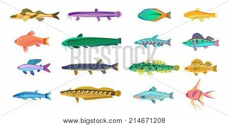 Sea and freshwater fishes with bright scales, long and short bodies, colorful spots and big flippers isolated vector illustrations set.