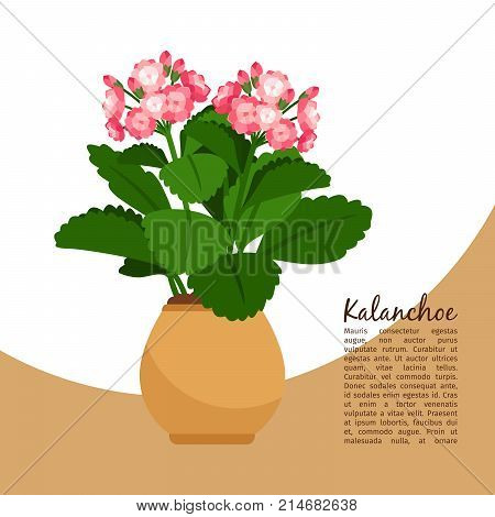Kalanchoe indoor plant in pot banner template, vector illustration