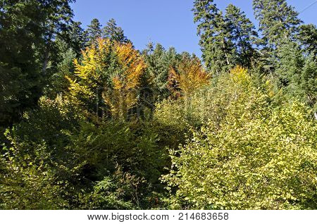 Tsarska or Royal Bistritsa park  for rest and walk with differently trees in venerable autumnal forest near by  
resort  Borovets, Rila mountain, Bulgaria
