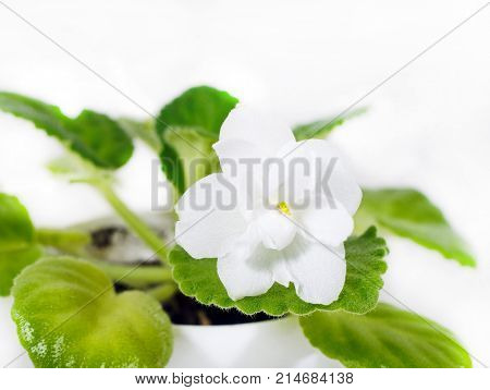 Flower violet white. Flowers of violet in a pot