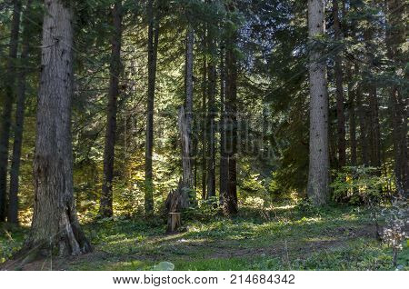 Tsarska or Royal Bistritsa park  for rest and walk with differently trees in venerable autumnal forest near by  
resort  Borovets, Rila mountain, Bulgaria