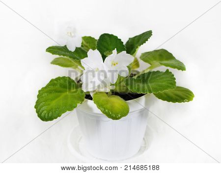 Flower violet white. Flowers of violet in a pot