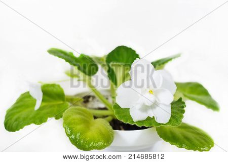 Flower violet white. Flowers of violet in a pot