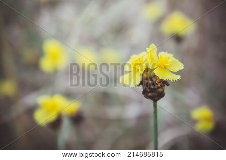 Xyris yellow flowers In the meadow vintage style daisy yellow flowers