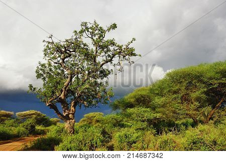 Sausage Tree Kigelia Africana In Tanzania, Africa