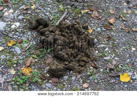 horse feces on forest path in autumn