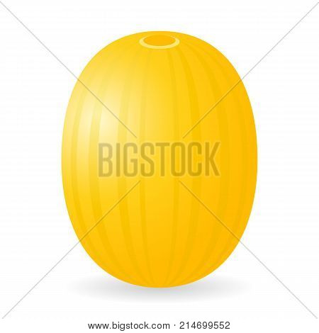 Vector illustration of melon isolated on white background