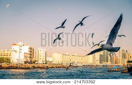 Flock of seagulls is circling over Dubai Creek in Deira