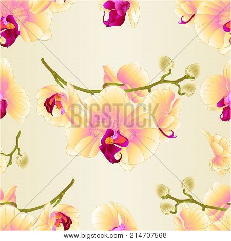 Seamless texture branch orchids flowers yellow Phalaenopsis tropical plant stem and buds vintage vector botanical illustration for design editable hand draw