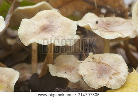 Pholiota lubrica mushrooms on a soil with autumn leaves