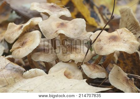 Pholiota lubrica mushrooms on a soil with autumn leaves