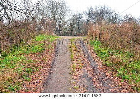 Road in park at autumn at cloud day Russia.