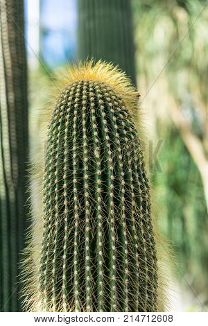 cactus neobuxbaumia polylopha succulent desert close up