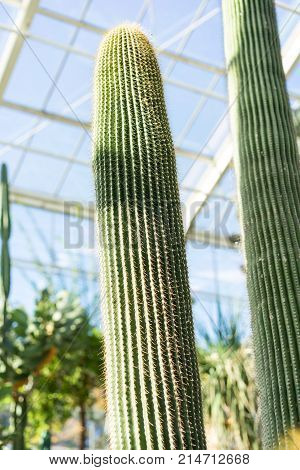 big cactus neobuxbaumia polylopha in green house low angle