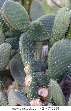 tacinga saxatilis cactus succulent close up botany