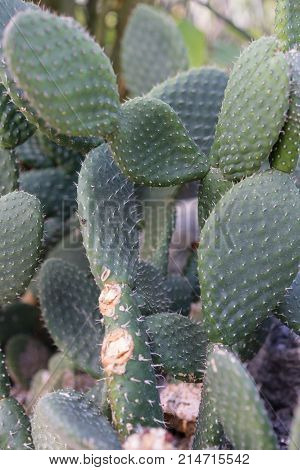 tacinga saxatilis cactus succulent close up botany