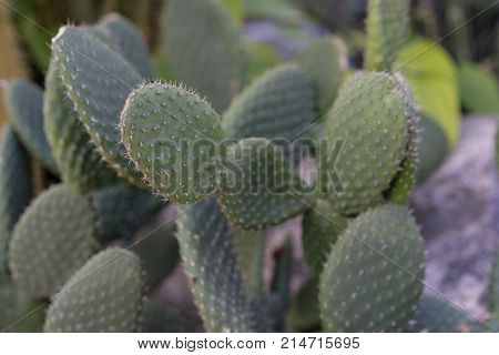 tacinga saxatilis cactus succulent close up botany