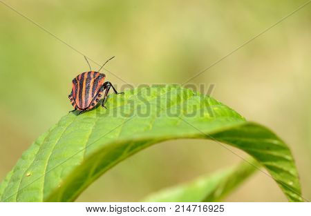 Graphosoma lineatum on leaf close view from behind