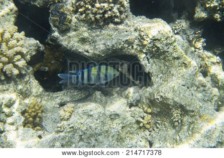 One fish sergeant in coral. Abudefduf saxatilis