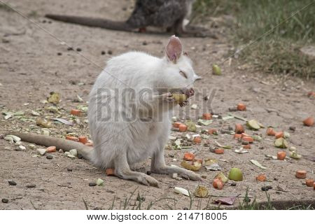 the albino tammar wallaby is eating a pear