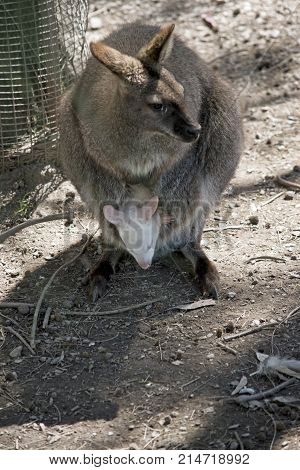 this is a red neck wallaby and joey resting