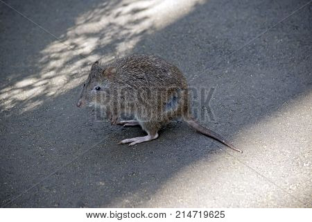 the long nose potoroo is looking for food
