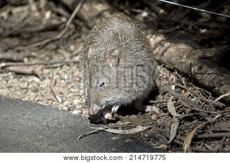 the long nose potoroo is looking for food