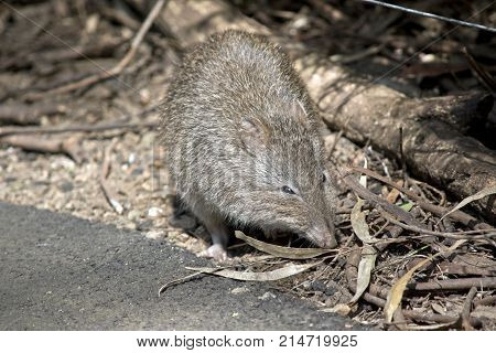 the long nose potoroo is looking for food