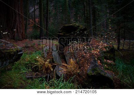 Amazing dark and moody view of a fallen Sequoia tree with vibrant grass and fall foliage in Sequoia and Kings Canyon National Park.