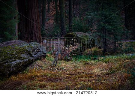 Stunning view of a giant fallen Sequoia tree in a dark forest with fall foliage and moss in Sequoia and Kings Canyon National Park.