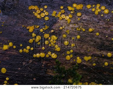 Very small fungus yellow fairy cups or lemon discos Bisporella citrina on old wet wood macro 