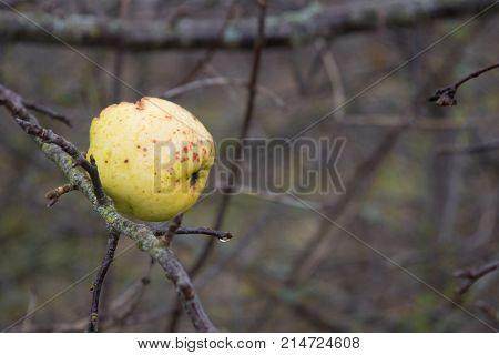 Apples On A Tree Without Leaves