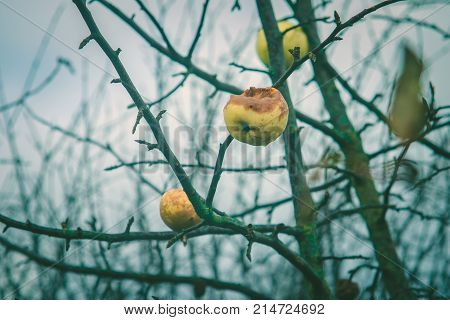 Apples On A Tree Without Leaves