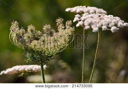 Flower head of wild carrot with the seeds beginning to mature