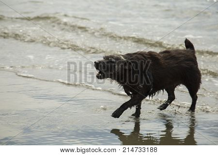 A patterdale terrior playing on a beach and barking