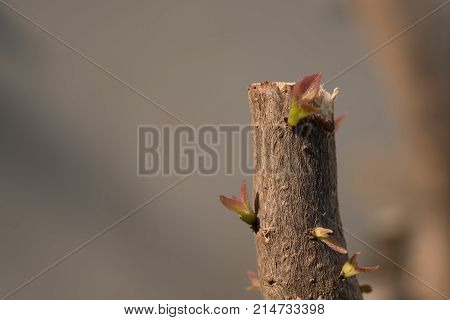 Tree branch with bud embryonic green leave shoot. gray abstract background.