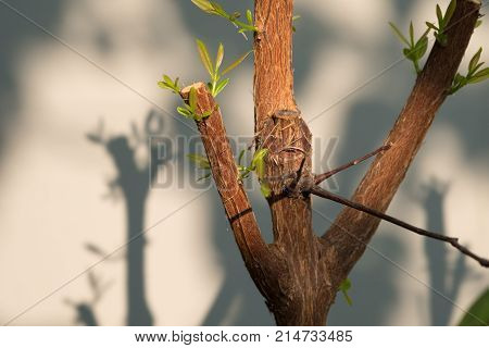 Tree branch with bud embryonic green leave shoot. gray abstract background.