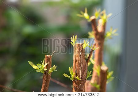 Tree branch with bud embryonic green leave shoot. gray abstract background.
