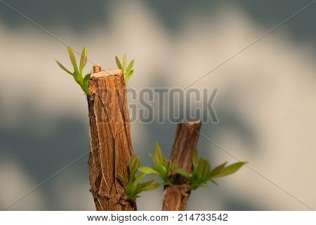 Tree branch with bud embryonic green leave shoot. gray abstract background.