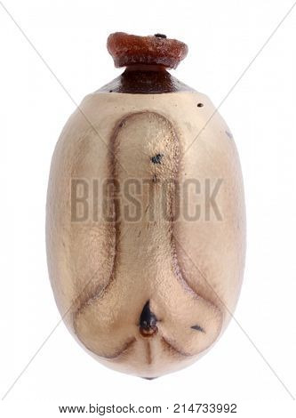 Egg of stick insects - Tirachoidea jianfenglingensis 